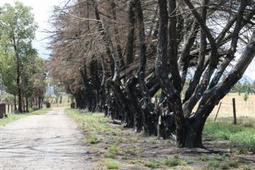 De bomen langs de oprijlaan zijn een jaar na de brand nog altijd zwart.
